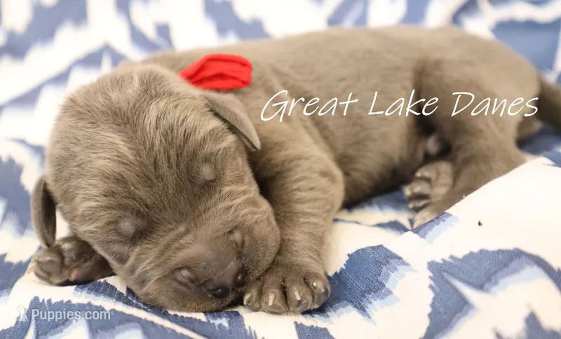 Blue Boy  – Great Dane puppy for sale in Allendale, MI