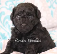 Black Girl , a female Poodle - Toy  for sale in Allendale, MI – 3 of 3