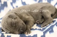 Blue Girl--Yellow Collar Girl , a female Great Dane for sale in Allendale, MI – 2 of 3