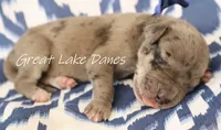 Merle--Blue Collar , a female Great Dane for sale in Allendale, MI – 1 of 4