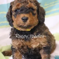 Sable, a male Poodle - Miniature  for sale in Allendale, MI – Photo 2 of 6