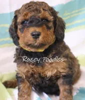 Sable Moyen Astra, a male Poodle - Standard  for sale in Allendale, MI – Photo 2 of 6