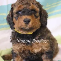 Sable, a male Poodle - Miniature  for sale in Allendale, MI – Photo 4 of 6