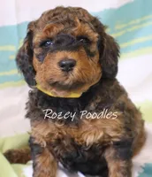 Sable Moyen Astra, a male Poodle - Standard  for sale in Allendale, MI – Photo 4 of 6