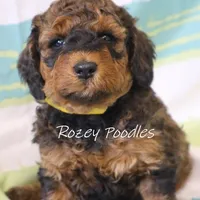 Sable, a male Poodle - Miniature  for sale in Allendale, MI – Photo 5 of 6