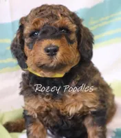 Sable Moyen Astra, a male Poodle - Standard  for sale in Allendale, MI – Photo 5 of 6