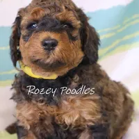 Sable, a male Poodle - Miniature  for sale in Allendale, MI – Photo 6 of 6