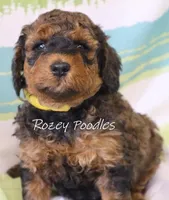 Sable Moyen Astra, a male Poodle - Standard  for sale in Allendale, MI – Photo 6 of 6