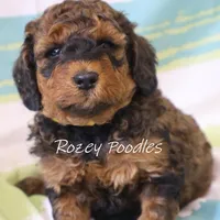 Sable, a male Poodle - Miniature  for sale in Allendale, MI – Photo 3 of 6