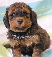 Sable Moyen Astra, a male Poodle - Standard  for sale in Allendale, MI – Photo 3 of 6