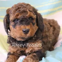 Sable, a male Poodle - Miniature  for sale in Allendale, MI – Photo 1 of 6