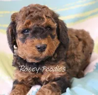 Sable Moyen Astra, a male Poodle - Standard  for sale in Allendale, MI – Photo 1 of 6