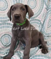 Green Collar Girl , a female Great Dane for sale in Allendale, MI – 1 of 6