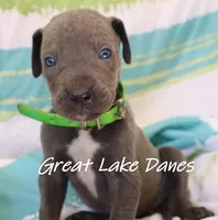 Blue Girl--Green Collar Girl , a female Great Dane for sale in Allendale, MI – 3 of 4
