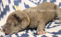 Merle--Orange Collar Girl , a female Great Dane for sale in Allendale, MI – 2 of 2