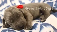 Blue Boy , a male Great Dane for sale in Allendale, MI – 2 of 3