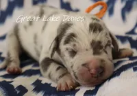 Blue Harlequin Boy , a male Great Dane for sale in Allendale, MI – 2 of 2