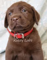 Full English- Red Collar Girl , a female Labrador Retriever for sale in Allendale, MI – 2 of 6