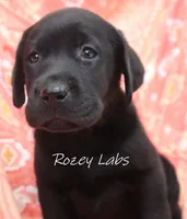 AKC English Black Lab Female , a female Labrador Retriever for sale in Allendale, MI – 5 of 5