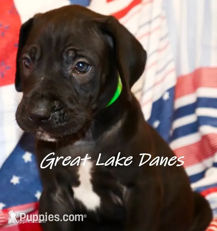 Black Boy  – Great Dane puppy for sale in Allendale, MI