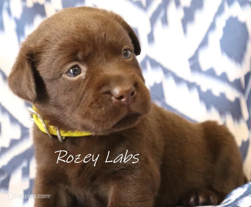 English Chocolate Female  – Labrador Retriever puppy for sale in Allendale, MI