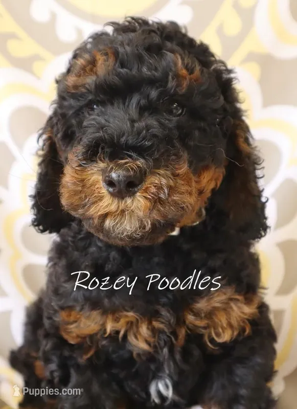 Phantom Yellow Boy Fiona – Poodle - Miniature  puppy for sale in Allendale, MI