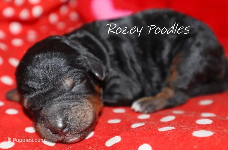 Phantom Moyen Yellow Boy Fiona