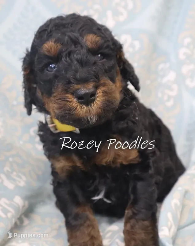 Phantom Moyen Yellow Boy Fiona