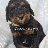 Phantom Yellow Boy Fiona, a male Poodle - Miniature  for sale in Allendale, MI – Photo 1 of 4