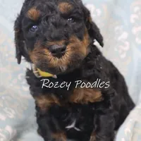 Phantom Yellow Boy Fiona, a male Poodle - Miniature  for sale in Allendale, MI – Photo 3 of 4