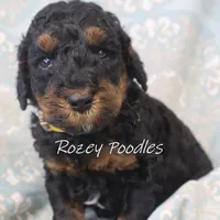 Phantom Yellow Boy Fiona, a male Poodle - Miniature  for sale in Allendale, MI – Photo 2 of 4