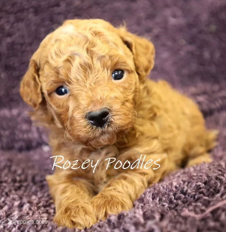 Cinnamons Yellow Boy  – Poodle - Toy  puppy for sale in Allendale, MI