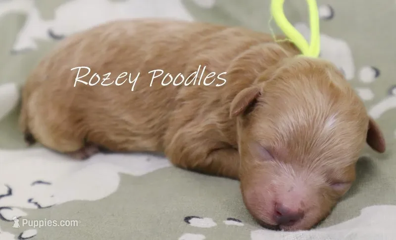 Cinnamons Yellow Boy  – Poodle - Toy  puppy for sale in Allendale, MI