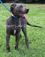 Jewel, a female Great Dane for sale in Allendale, MI – 6 of 6