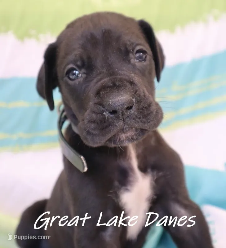 Blue Collar Girl Black – Great Dane puppy for sale in Allendale, MI