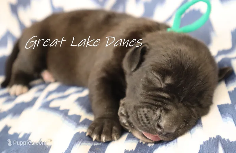 Black Girl  – Great Dane puppy for sale in Allendale, MI