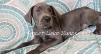 Green Collar Girl , a female Great Dane for sale in Allendale, MI – 5 of 6