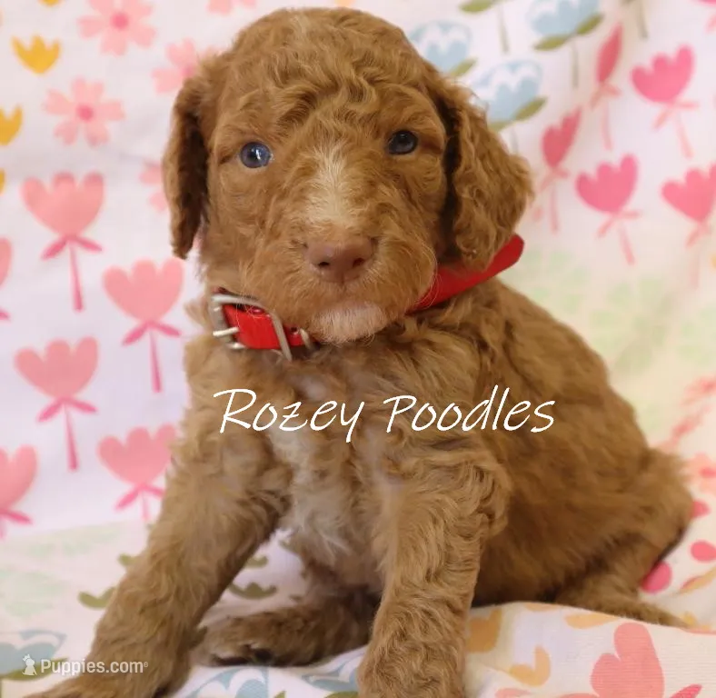 Dior's Red Collar Boy  – Poodle - Standard  puppy for sale in Allendale, MI