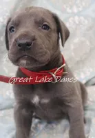 Aurora's Red Girl , a female Great Dane for sale in Allendale, MI – Photo 4 of 5