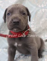 Aurora's Red Girl , a female Great Dane for sale in Allendale, MI – Photo 5 of 5