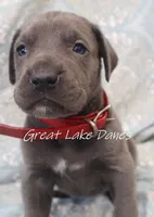 Aurora's Red Girl , a female Great Dane for sale in Allendale, MI – Photo 2 of 5