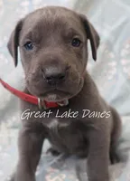 Aurora's Red Girl , a female Great Dane for sale in Allendale, MI – Photo 1 of 5