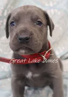 Aurora's Red Girl , a female Great Dane for sale in Allendale, MI – Photo 3 of 5