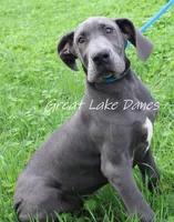 Jewel, a female Great Dane for sale in Allendale, MI – 5 of 6