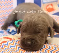 Blue Girl , a female Great Dane for sale in Allendale, MI – 1 of 1