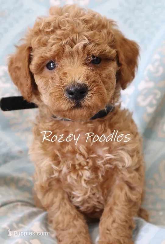 Blue Collar Boy Cherry Pup  – Poodle - Toy  puppy for sale in Allendale, MI