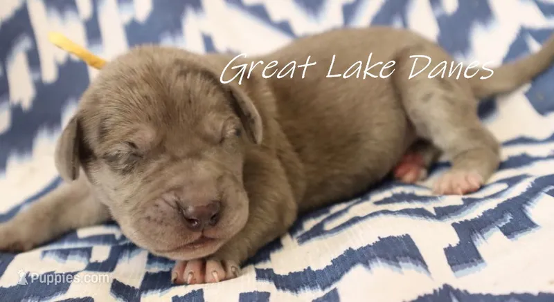 Merle--Orange Collar Girl  – Great Dane puppy for sale in Allendale, MI