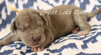 Merle--Orange Collar Girl , a female Great Dane for sale in Allendale, MI – 1 of 2