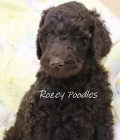 Prada's Green Boy --DARK BROWN, a male Poodle - Standard  for sale in Allendale, MI – 4 of 7