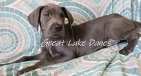 Green Collar Girl , a female Great Dane for sale in Allendale, MI – 2 of 6